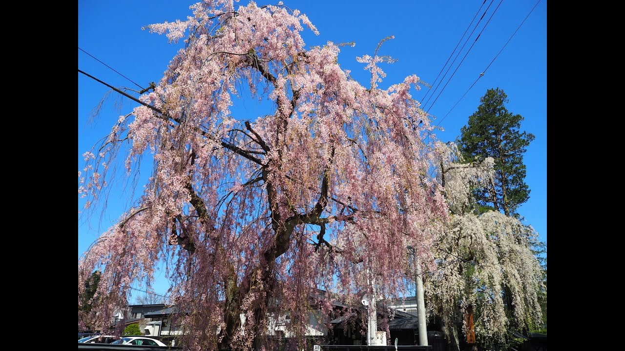 2021年4月23日 角館桜開花状況 12 Youtube