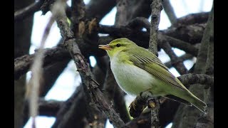 Pitulice sfaraitoare (Phylloscopus sibilatrix) - Wood warbler