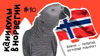 Попугай Винчи в Норвегии! Исполнил свою мечту :) #Норвегия #Мечта