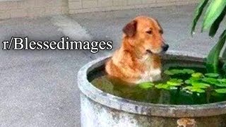 r/Blessedimages | SAD DOG