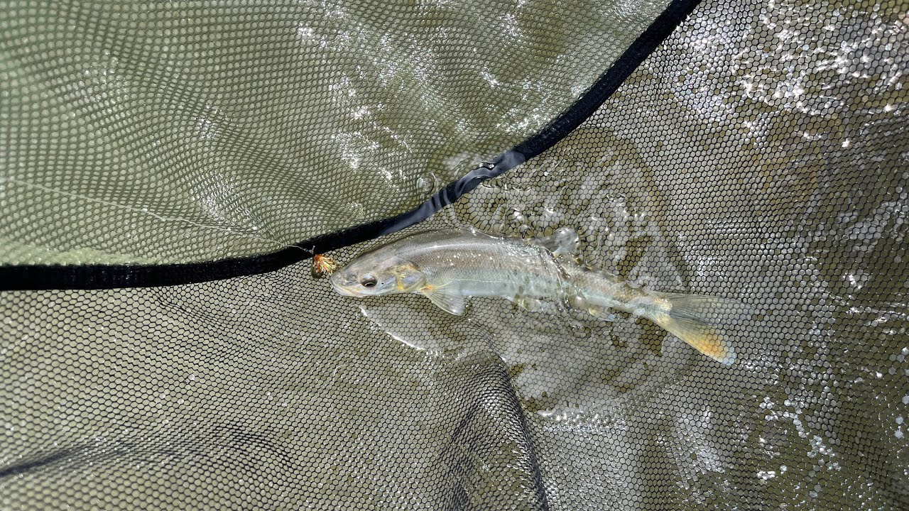 First day fly fishing! - Nechako River