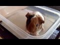 Newborn Guinea Pig excitedly wheeking