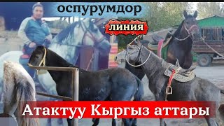 картинка: Ото кучтуу оспурумдор 6 баш только линия
