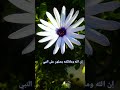 يا مسلمين صلو على النبي يا مسلمين صلو على النبي