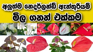 අලුත්ම නෙදර්ලන්ඩ් ඇන්තූරියම් මිල ගනන් එක්කම | Anthuriyam price in Sri Lanka | anthurium wagawa