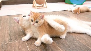 Mom cat tightly hugs the kitten who resists being washed and tries to escape.