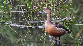 Lesser Whistling Duck l Betalbatim l Nikon Coolpix P950 #shortvideo #bird #wildlife #youtube🦆