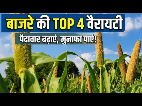 बाजरे की टॉप 4 वैरायटी/Top 4 varieties of pearl millet
