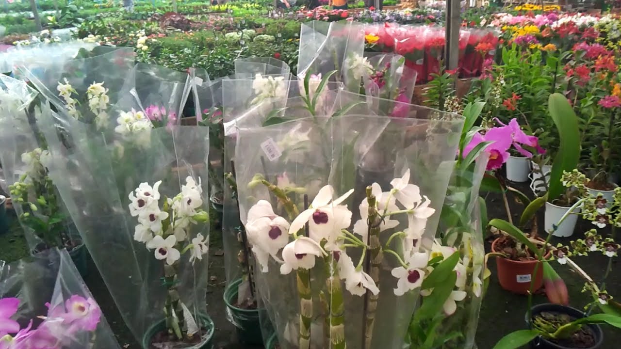 Passeio em Holambra a Cidade das flores: Lugar para comprar diversas plantas | JD Orquídeas