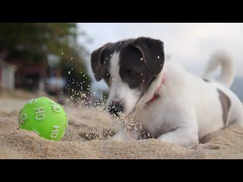 Video: Perawatan Baru yang Revolusioner untuk Canine Arthritis