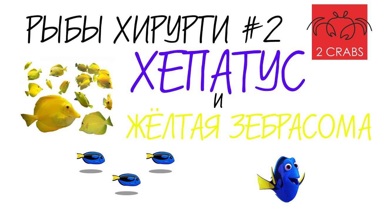 Рыбы Хирурги#2. Хепатус и Жёлтая Зебрасома.