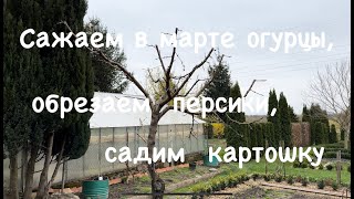 Сажаю в марте огурцы и картошку. Обрезка персика.