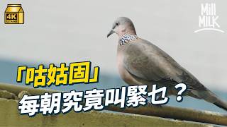 #MM｜每朝「咕姑固」究竟為咩叫？幾條樹枝當雀巢被封「隨便鳩」！點解白鴿專霸冷氣機頂？歐洲海鷗 日本烏鴉 世界各地都有「街霸」！拆解城市雀鳥唔怕人原因｜#動物深究會 #4K