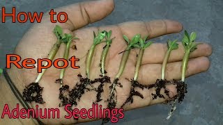 How to repot adenium seedlings.