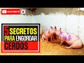 ¿Cuál Es? Mi SECRETO Para ENGORDAR CERDOS