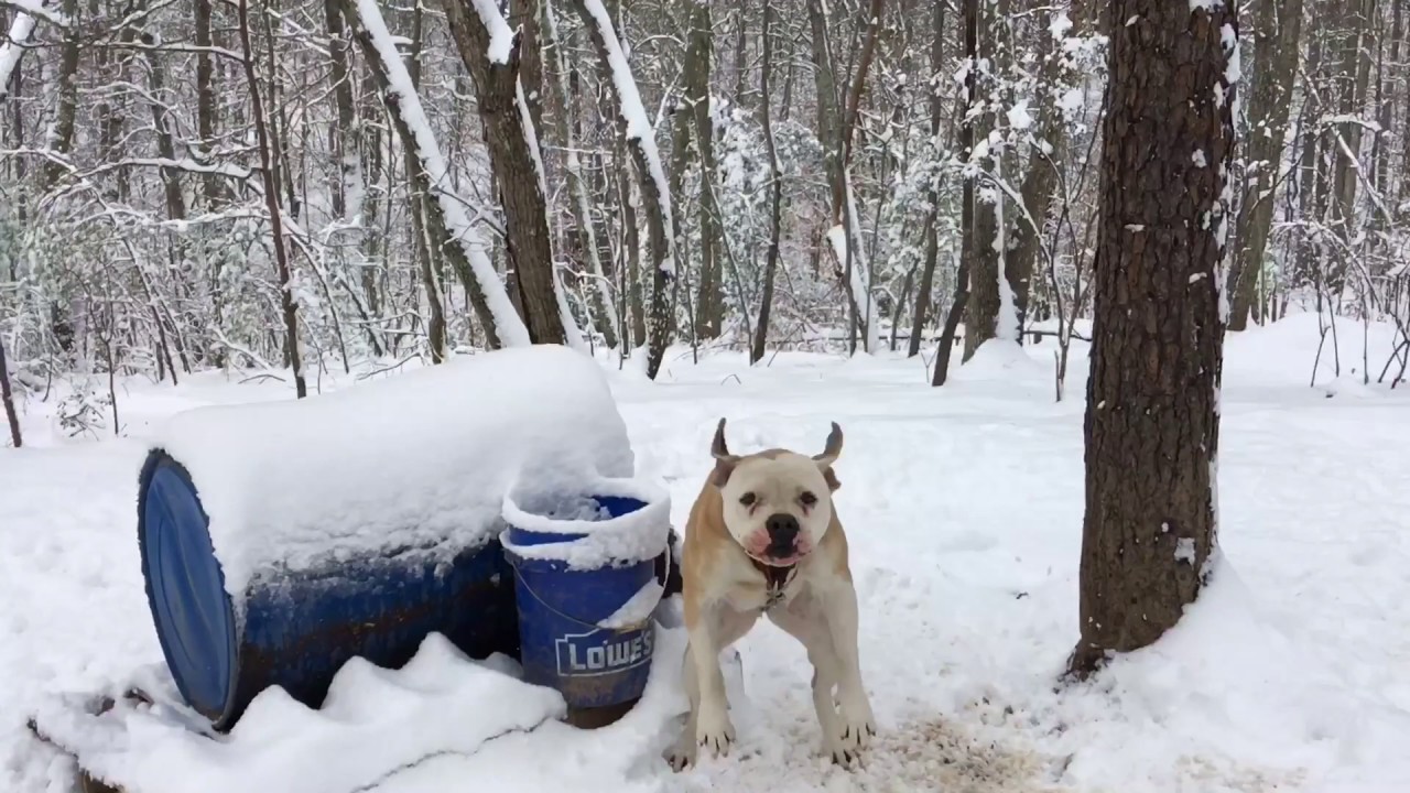 Jam Up Bulldogs Winter yard video 2017