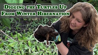 Turtle Day! Digging the Turtles Up From Winter Hibernation