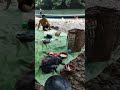 HUTAN BORNEO#fypシ #hutan #borneo #kalbar #viralvideo #minivlog #sungai #kehidupanseharihari