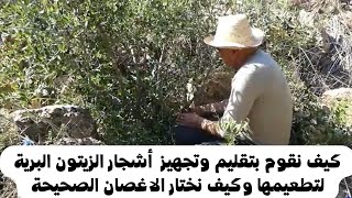 خطوات تقليم وتحضير أشجار الزيتون البري للتطعيم وكيف نختار الاغصان التي نطعمها.