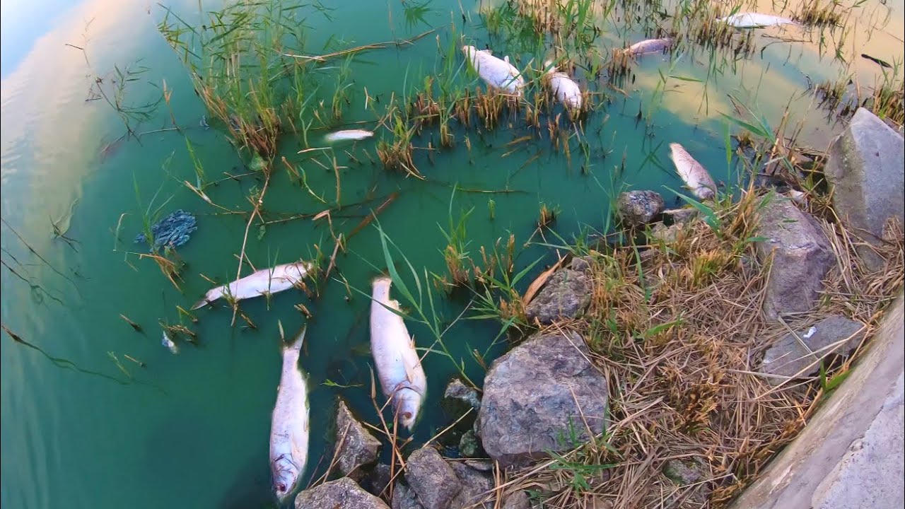 Река албаши Река албаши