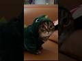 I am a dinosaur... #funny #fypシ #life #cats #cat #catvideos #catshorts #shorts #shortvideo #kitty