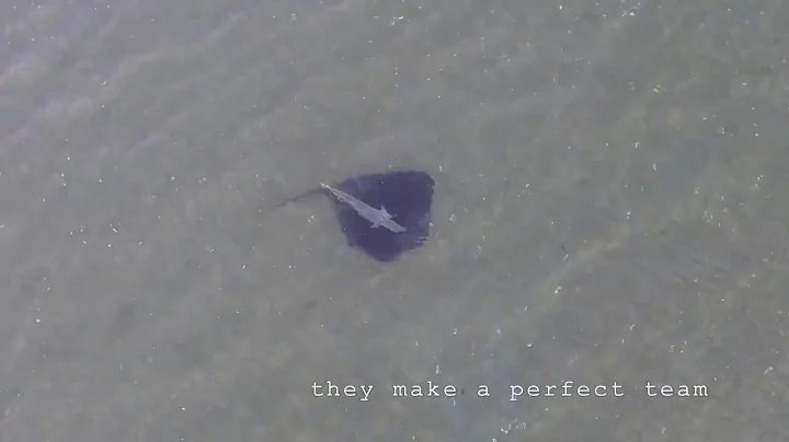 Yellowtail Kingfish and a big Sting Ray hunting together