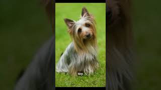 Today learn About ' SILKY TERRIER ' (Don't miss)❤ #Shorts #Viral #Fyp