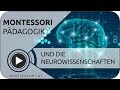 Montessori Pädagogik - und die Neurowissenschaften | MONTESSORI-ONLINE.COM 💚