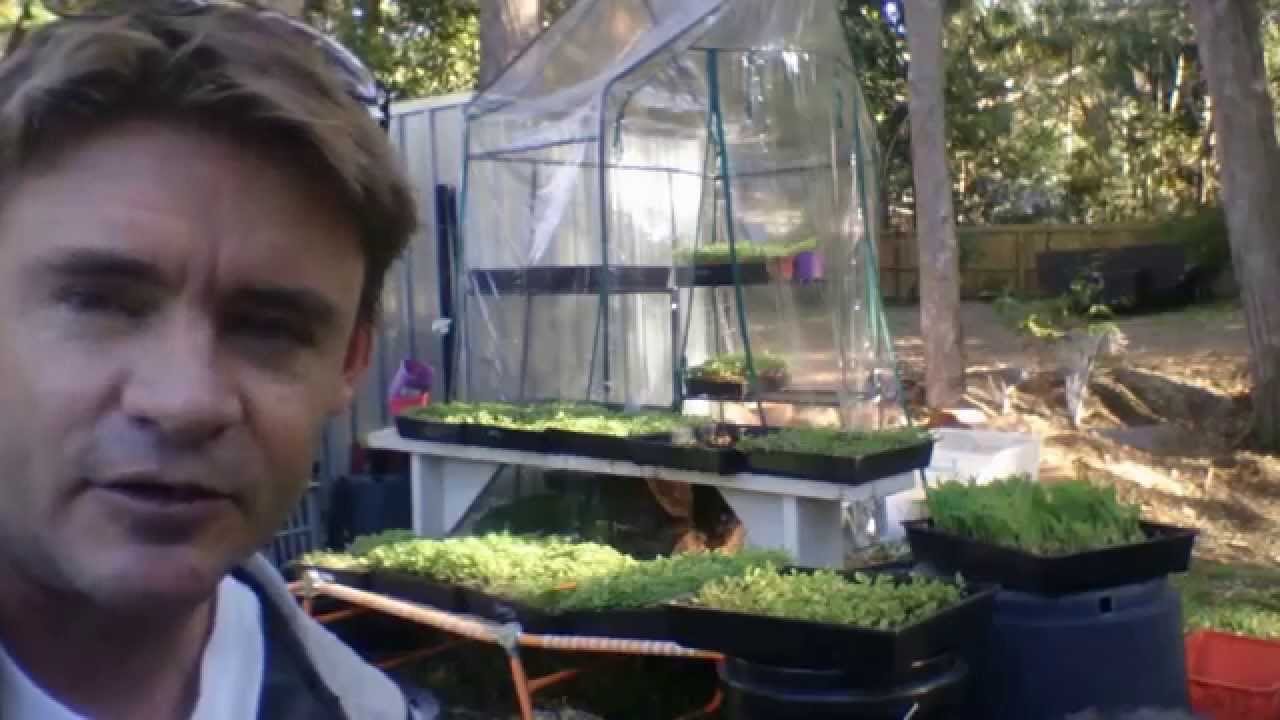 Microfarm Update Popcorn Sprouts and Red Radish Microgreens Growing Well