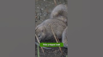 How Giant Rats Clear Landmines 🤔