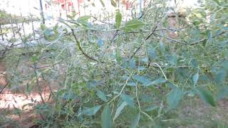Fraxinus excelsior 'Erosa' jasan ztepilý