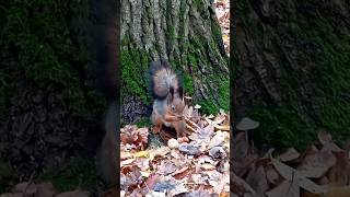 Жених🐿❤🍫 немножко приуныл🙄 #настроениеосень ☔🌳🍁🌿🍂🍄#белочка #squirrel #белки #животные #природа