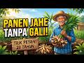 BERHENTI GALI TANAH! Rahasia Jahe Jumbo Ini Bikin Panen Meledak Tanpa Capek!