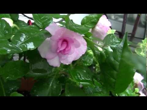 雨の禁野車塚古墳＆白花露草・花壇の花.♪野に咲く花のように・