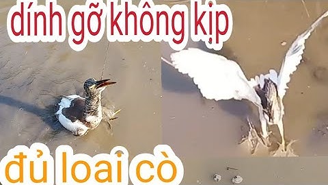 Cắm câu cò đơn giản #phong_Vũ