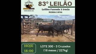 LOTE 300 - 3 Garrotes Cruzado - 18 meses / 227kg