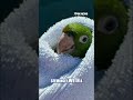 BIRD’S-EYE RESCUE: Wild parrot saved from balcony