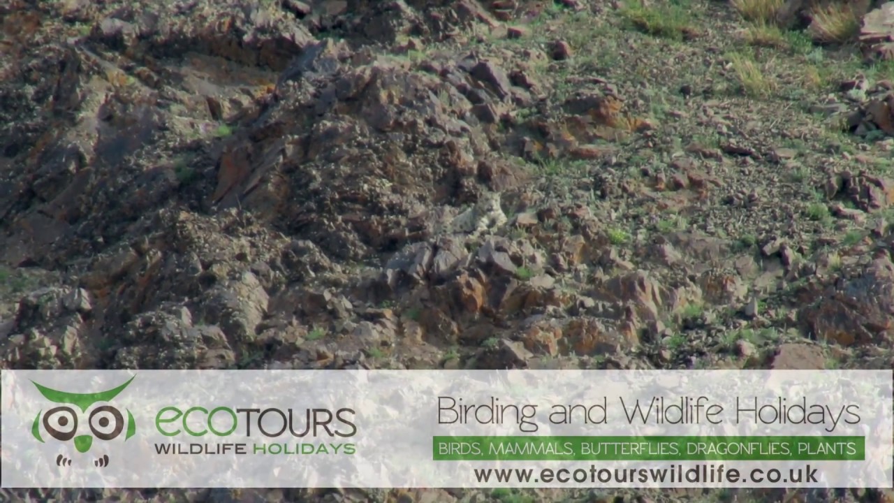 bird app Snow Leopard in Mongolia