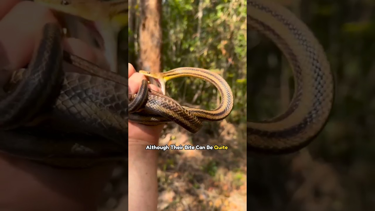 Кукри Снейкс: Маленькие змейки с мощной защитой! 