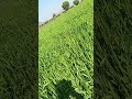 🇮🇳🌾farming reel#shorts#viralnews#ternding#instagram#instagood#villagelife#newvideo#viral