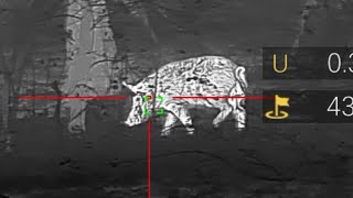 Download Lagu Hogs Found FAST with the NEW DNT Optics HOUND and HYDRA HS650R MP3