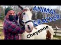 RESCUE Horse with LOW BACK PAIN~ CHIRO ADJUSTMENT brings some Relief!