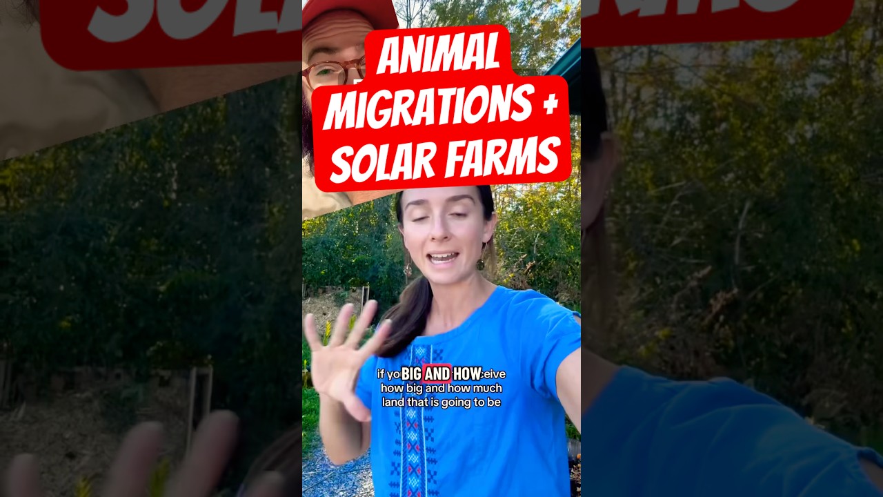 I can't believe they picked the name Boralex, it sounds so evil 😂 