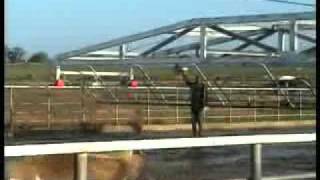 Top Tech Herd Flow Backing gate for rectangular