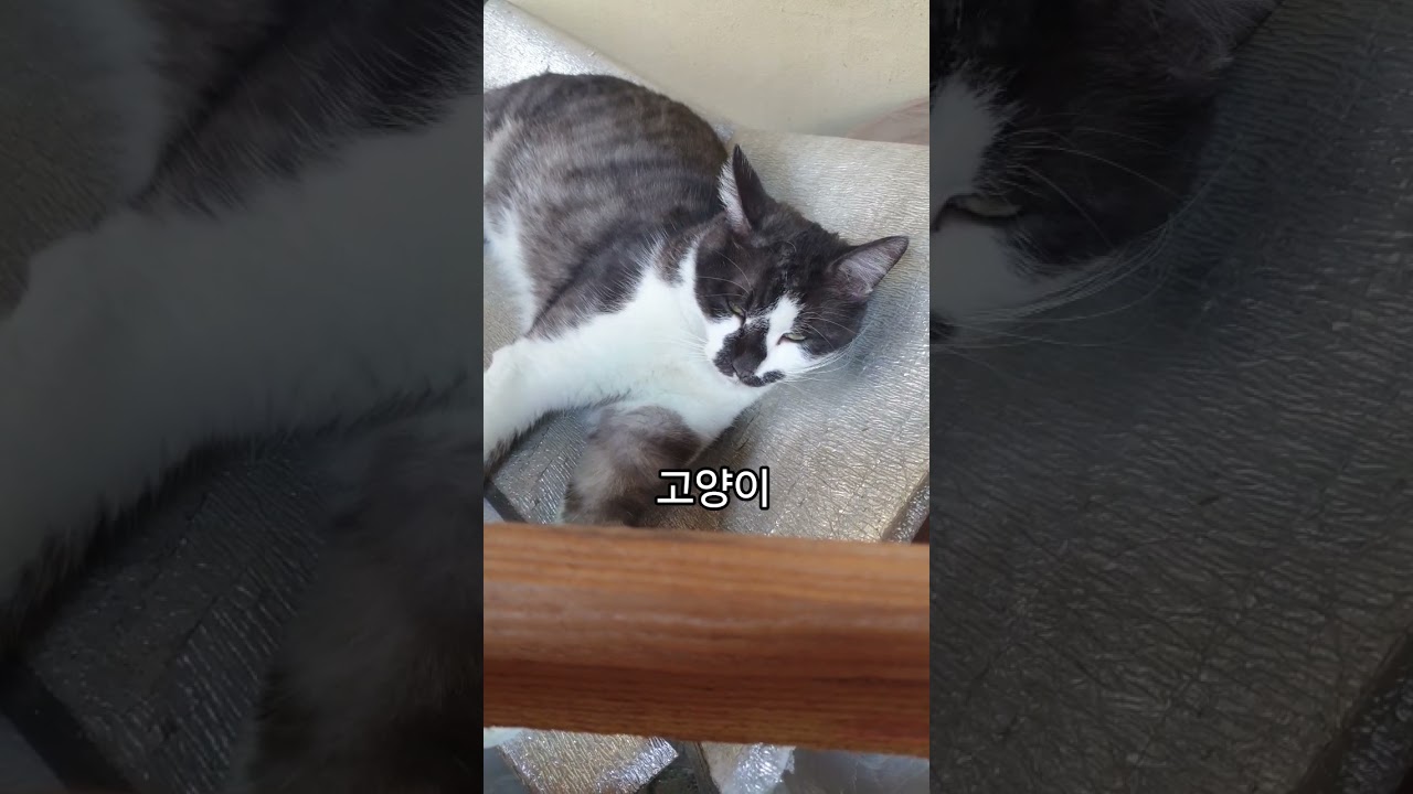 시골집 야옹이 오늘 행복한 하루 #고양이 #고양이일상 #고양이영상 #고양이브이로그 #야옹이 #야옹이그램 #애완동물 #야옹 #cat