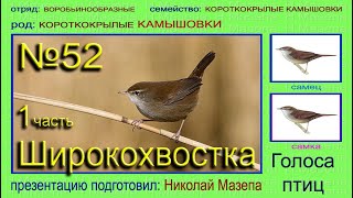 Широкохвостка 1 часть. Голоса птиц