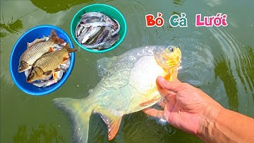 Bỏ Cả Lưới Vì Cá Dính Quá Nhiều - Lúa Đã Cắt Xong Chờ Ngày máy Ao Cạnh Nhà / Quế Nghịch