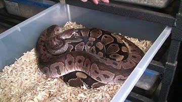 Boaconstrictor.com Video Blog Clown Ball Python