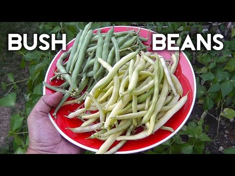 Video: Tendercrop Bush Beans: aprenda a cultivar frijoles Tendercrop