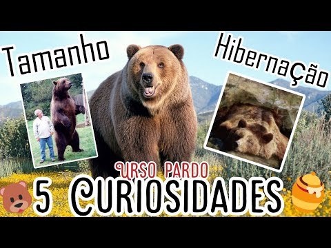 Vídeo: Urso pardo e urso pardo - características, características e fatos interessantes